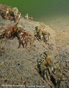 Crayfish by Philippe Brunner 